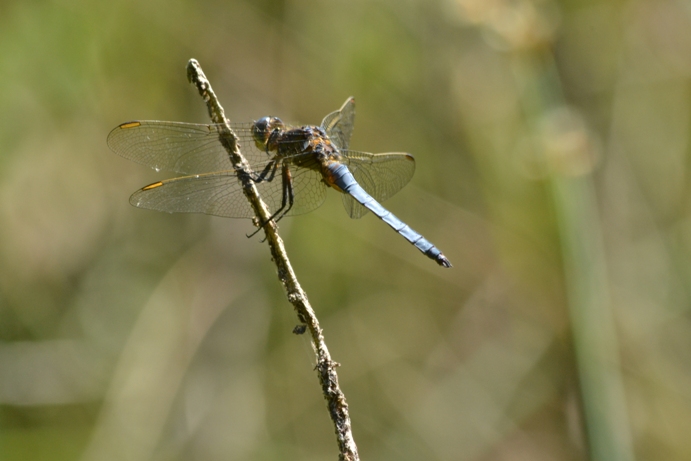 da identificare: Orthetrum coerulescens